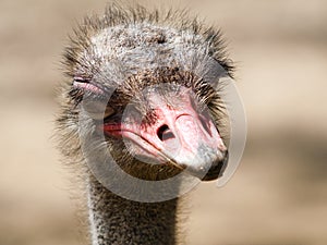 Head of ostrich