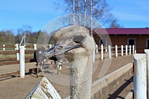 The head of an ostrich against the background of an ostrich farm