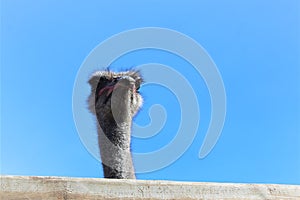 The head of an ostrich against a blue sky