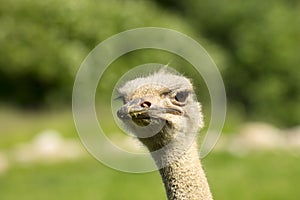 Head of ostrich close-up.