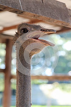 Head of ostrich