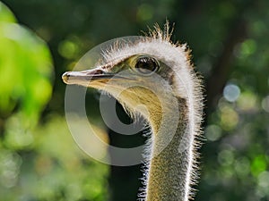 Head of an ostrich, detailled closeup, backlit by sunlight