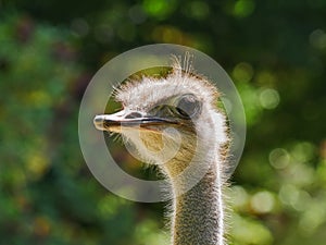 Head of an ostrich, detailled closeup, backlit by sunlight