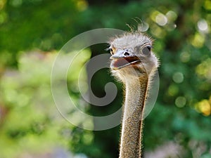 Head of an ostrich, detailled closeup, backlit by sunlight