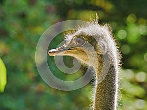 Head of an ostrich, detailled closeup, backlit by sunlight