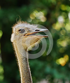 Head of an ostrich, detailled closeup, backlit by sunlight