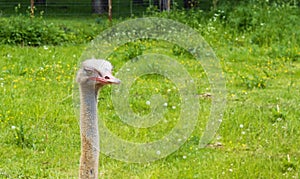 The head of an ostrich with a long neck with closed eyes against the background of green grass. Copy space for text