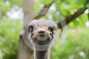 Head of an ostrich looking at the camera