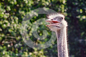 The head of an ostrich with an open beak on a green background