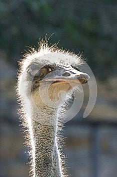 How the ostrich blinks photo