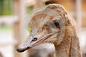 the head of an ostrich reared in a zoo