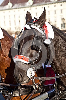 Head ot a fiaker horse with blinders in vienna photo