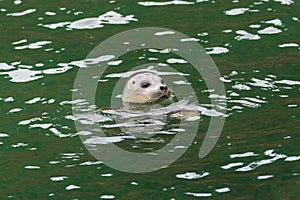 Head out of the water of a harbor seal