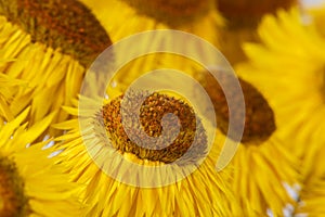 Head of overblown dry strawflower xerochrysum bracteatum flower