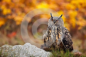 Head of owl. Detail face portrait of bird, big orange eyes and bill, Eagle Owl, Bubo bubo, rare wild animal in the nature habitat,