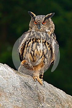 Head of owl. Detail face portrait of bird, big orange eyes and bill, Eagle Owl, Bubo bubo, rare wild animal in the nature habitat,