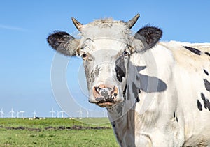 Head of pale cow with horns, black and white and a plain blue background.One funny black and white cow with pink nose under a blue