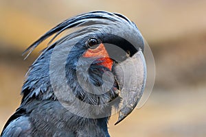 Head of a palm cockatoo.parrot bird in profile view