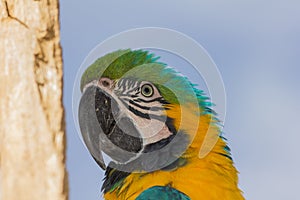 Head of a parrot on tree looking aside