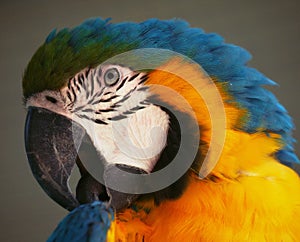 Head of a parrot on tree looking aside