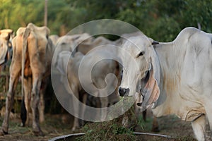 Head part portrait of Thai cow on Blur cattle background