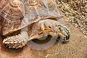 The head and part of the shell African Spurred Tortoise