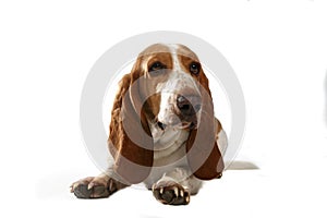 Head and paws of cute basset hound dog