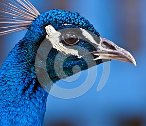 Head of a Peacock