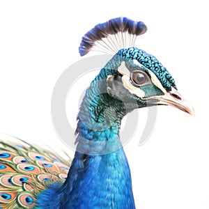 Head of Peacock isolated on white created with Generative AI