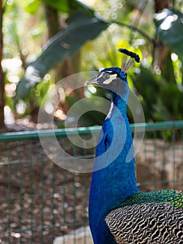 The head of a peacock male resting on a sunny day