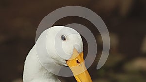 Head of Peking duck having break, resting under shade. close up