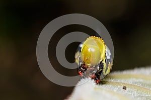 Head of Pellucid Hawk Moth (Cephonodes hylas Linnaeus) caterpillar