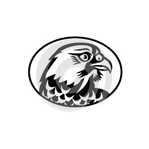 Head of Peregrine Falcon or the Duck Hawk Side Mascot Black and White