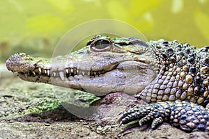 Head of Philippine crocodile Crocodylus mindorensis