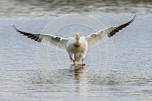 Snow Goose - Anser caerulescens landing on water. photo