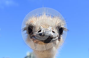 Head-On Picture of an Ostrich