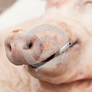 A Head of a Pig with a Cigarette, 'Smoking Kills' Concept