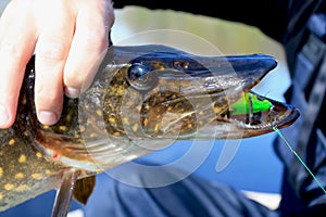 Head pike with artificial bait crank, in the hands of the angler