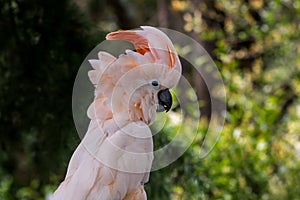 Head of pink cockatoo outdoors close-up