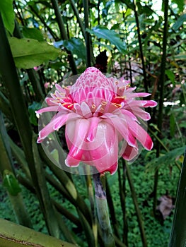 Head of a pink Etlingera elatior flower, caribbean