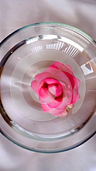 Head of a pink flower in a bowl of water