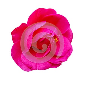 The head of a pink rose bud blooming in half