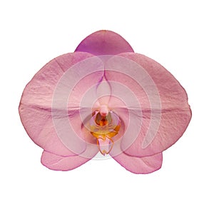 Pink Singolo Aquarello orchid on white background photo