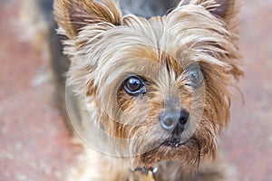 Head and pleading eyes of a cute Yorkshire terrier