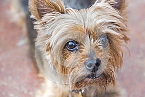 Head and pleading eyes of a cute Yorkshire terrier photo