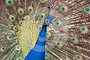 Head and plumage closeup of peacok male