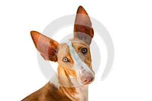 Head of Podenco Canario Portugues breed dog