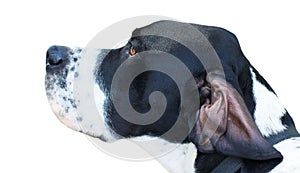 Head of pointer (hunter dog)