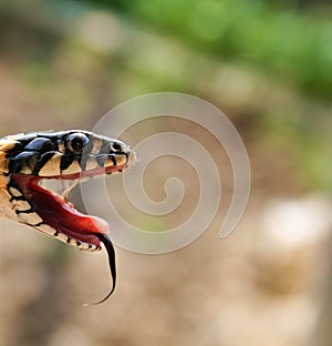 Head of poisonous snake reptile with opened mouth