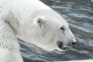 Head of polar bear